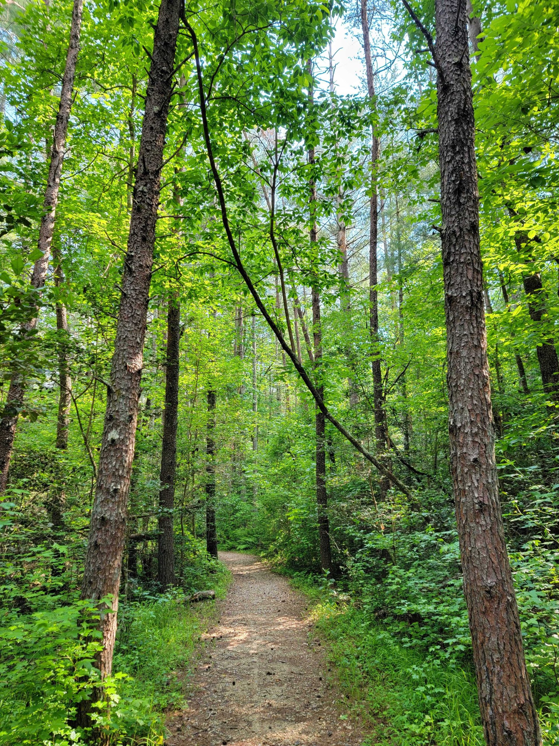 Forest at Lake James State Park in the North Carolina Foothills