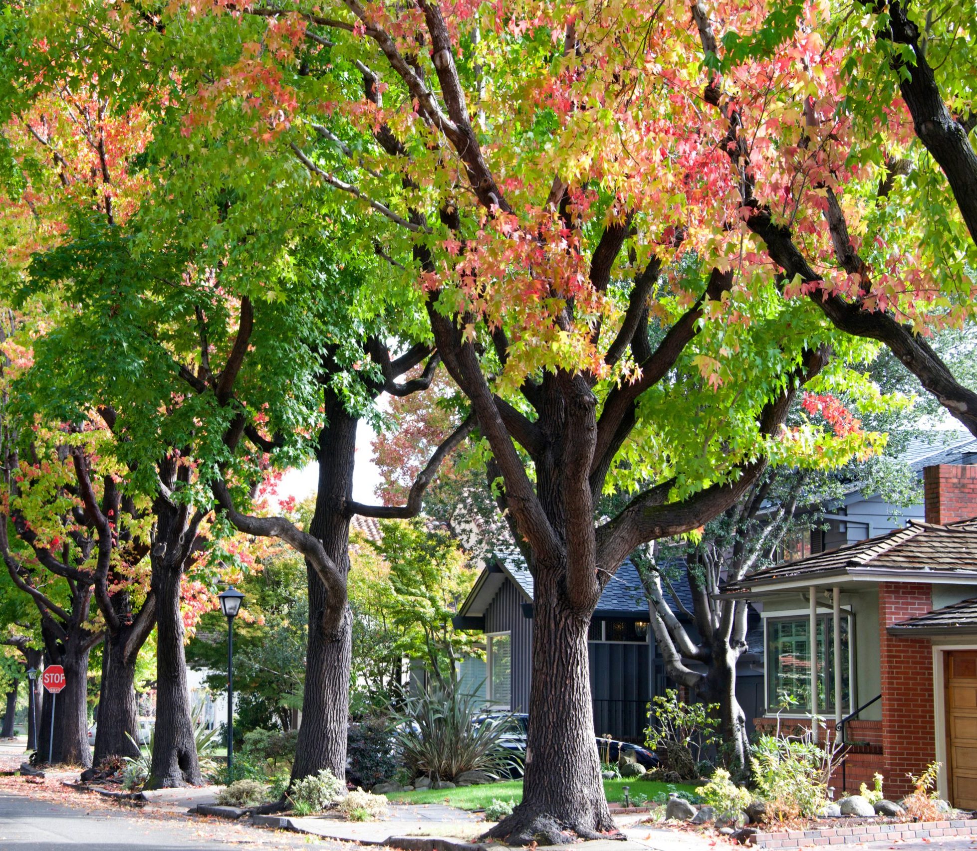 Trees and houses along a road